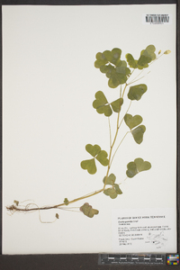 Oxalis grandis image