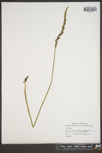 Spiranthes lacera var. gracilis image