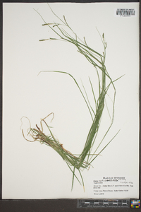 Carex aestivalis image