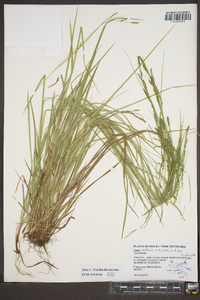 Carex aestivalis image