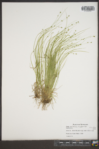 Carex appalachica image