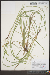 Carex flexuosa image