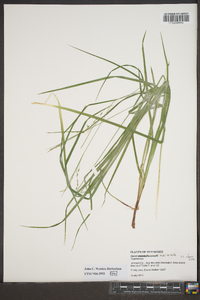 Carex flexuosa image