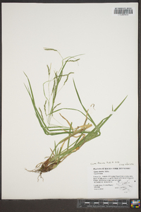 Carex flexuosa image