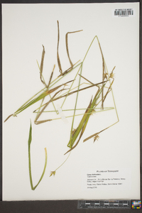 Carex folliculata image