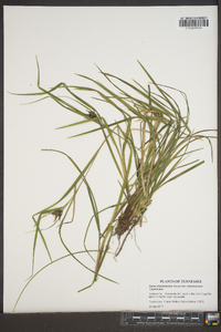 Carex intumescens var. intumescens image