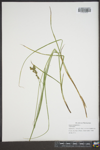 Carex normalis image