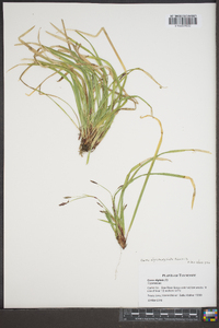 Carex nigromarginata image