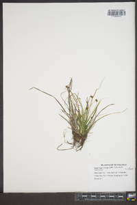 Carex nigromarginata image