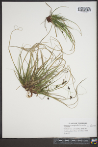 Carex nigromarginata image