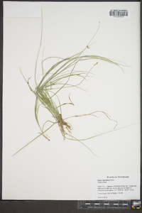 Carex retroflexa image