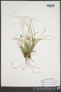 Carex reznicekii image