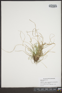 Carex reznicekii image