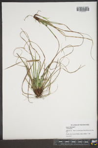 Carex reznicekii image