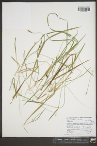 Carex styloflexa image