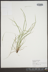 Carex swanii image