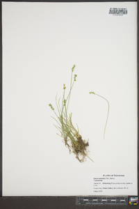 Carex texensis image