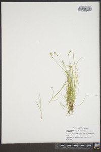 Carex texensis image