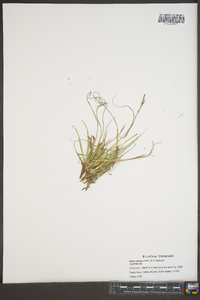 Carex tonsa image