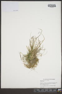 Carex tonsa image