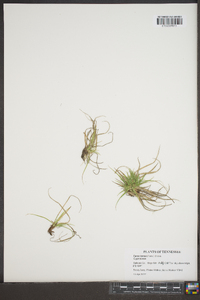 Carex tonsa image