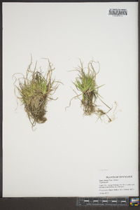 Carex tonsa image