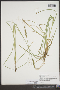 Carex virescens image