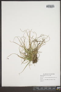 Carex umbellata image