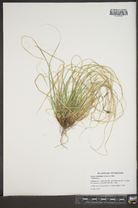 Carex umbellata image