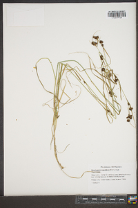 Rhynchospora capitellata image