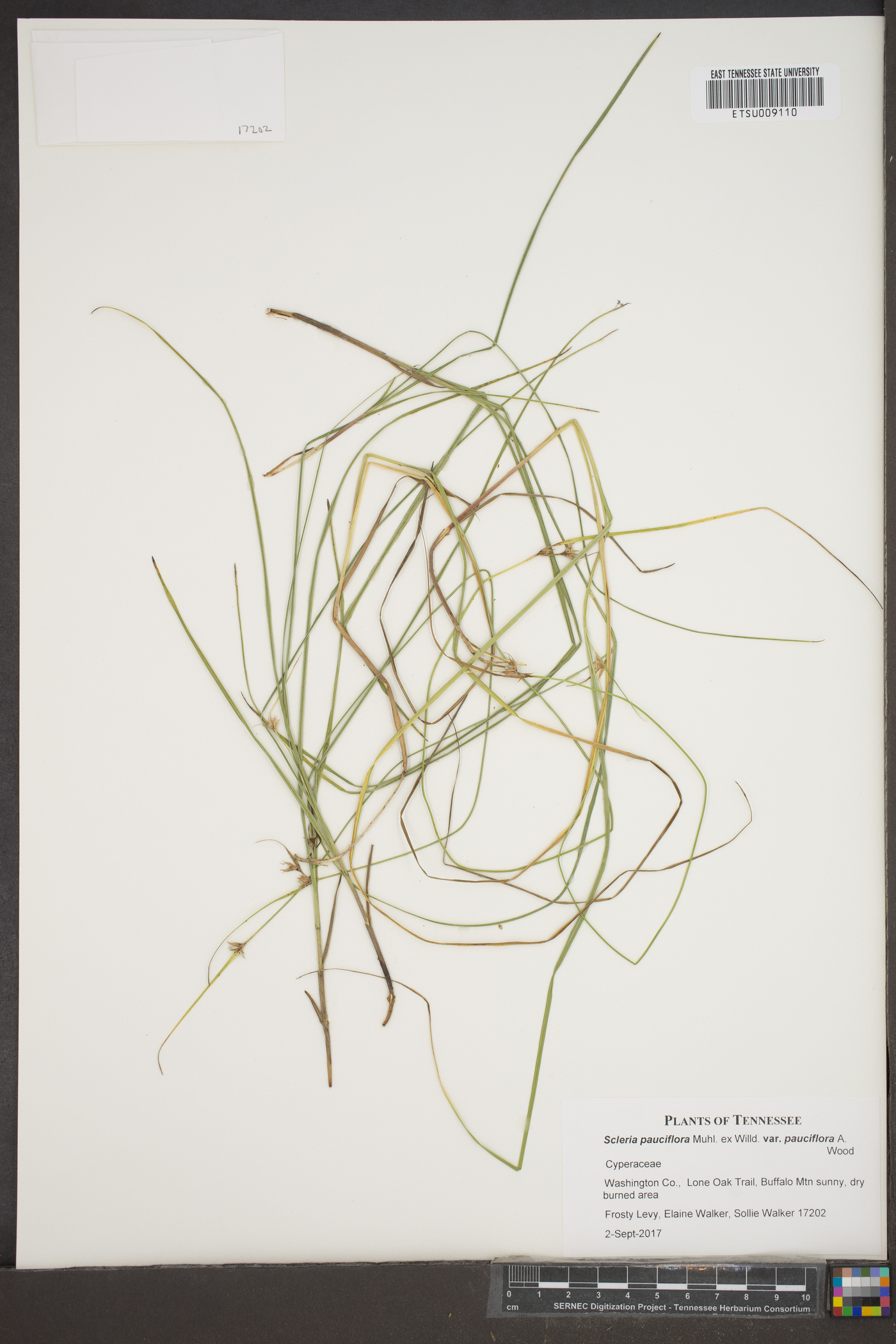 Scleria pauciflora var. pauciflora image