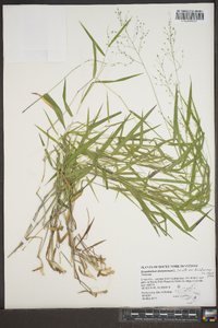 Dichanthelium dichotomum var. dichotomum image