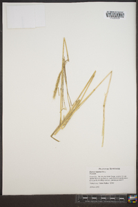 Elymus riparius image