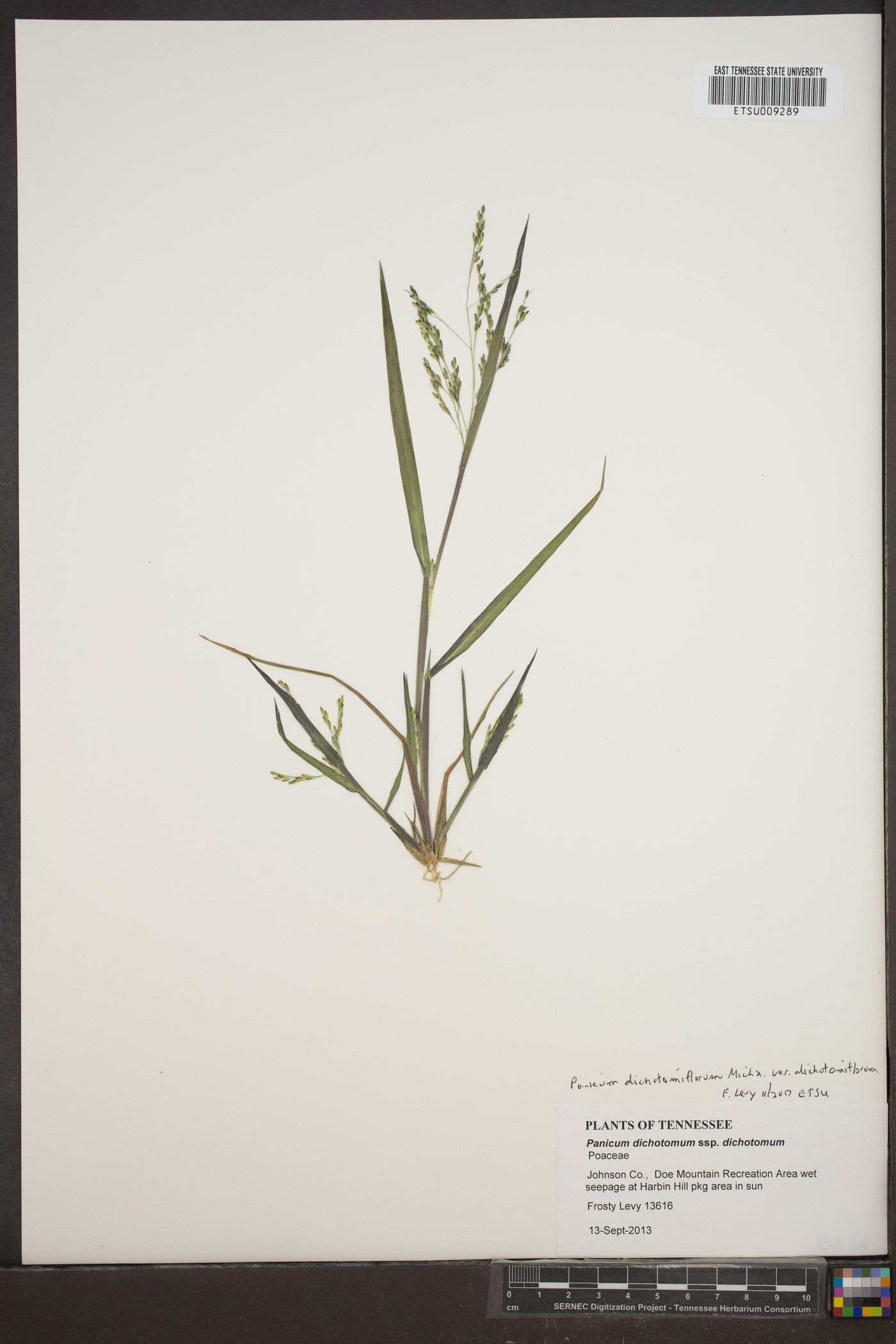 Panicum dichotomiflorum var. dichotomiflorum image