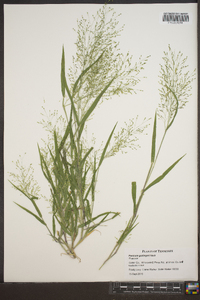 Panicum gattingeri image