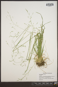 Poa alsodes image