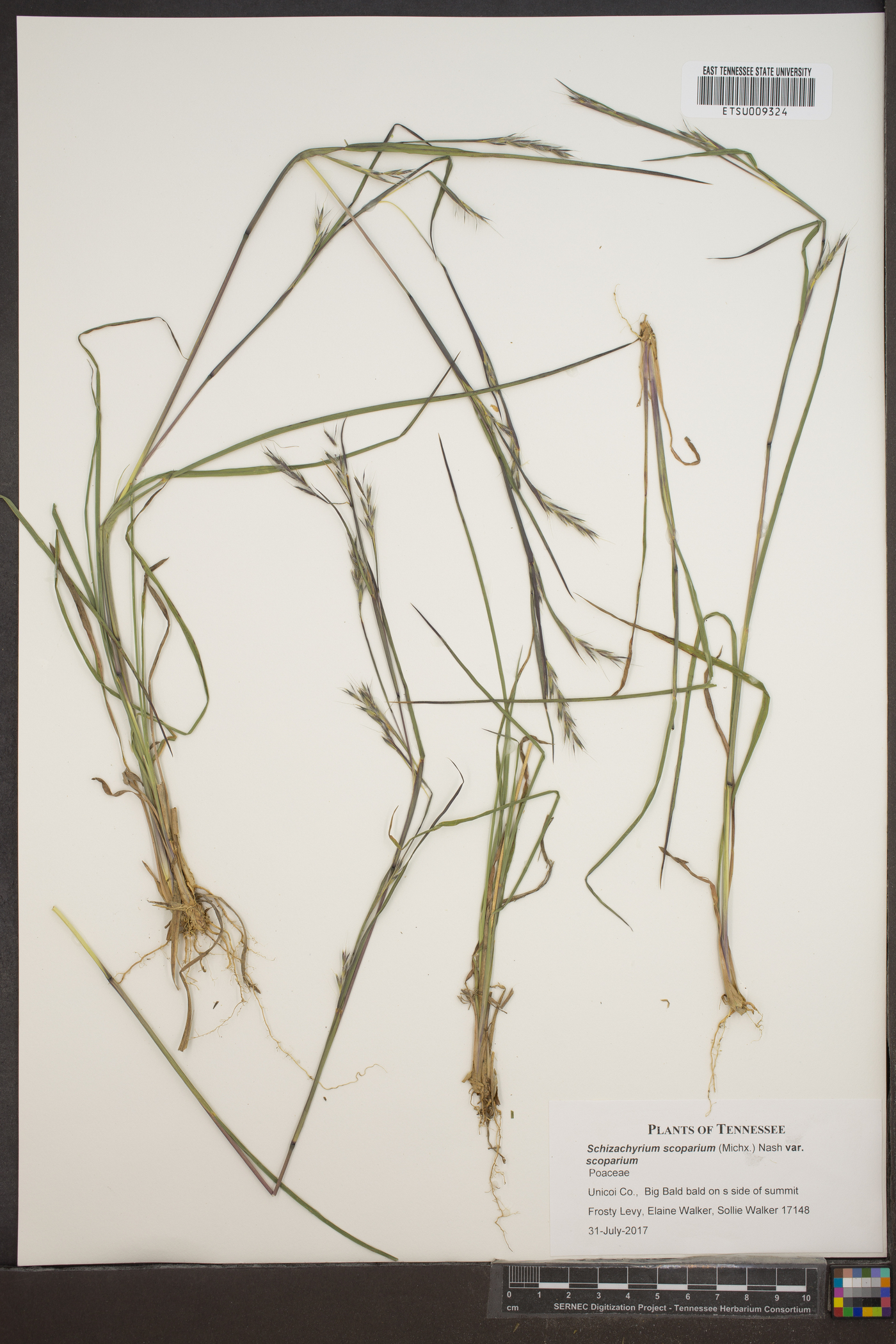 Schizachyrium scoparium var. scoparium image