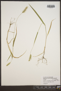 Setaria pumila image