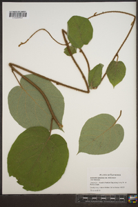 Actinidia chinensis var. deliciosa image