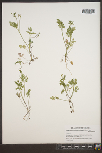 Chaerophyllum procumbens var. procumbens image