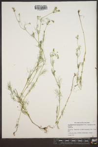 Cyclospermum leptophyllum image