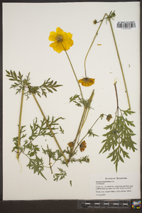 Cosmos bipinnatus image