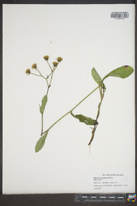 Hieracium scabrum image