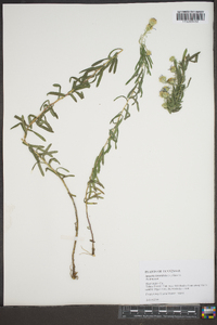 Ionactis linariifolia image