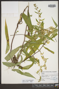 Solidago curtisii image