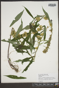 Solidago curtisii image