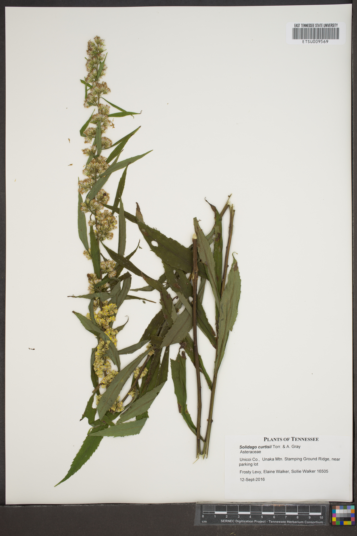 Solidago curtisii image