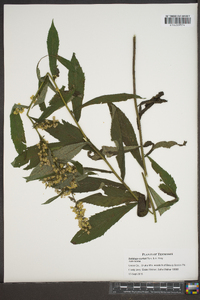 Solidago curtisii image