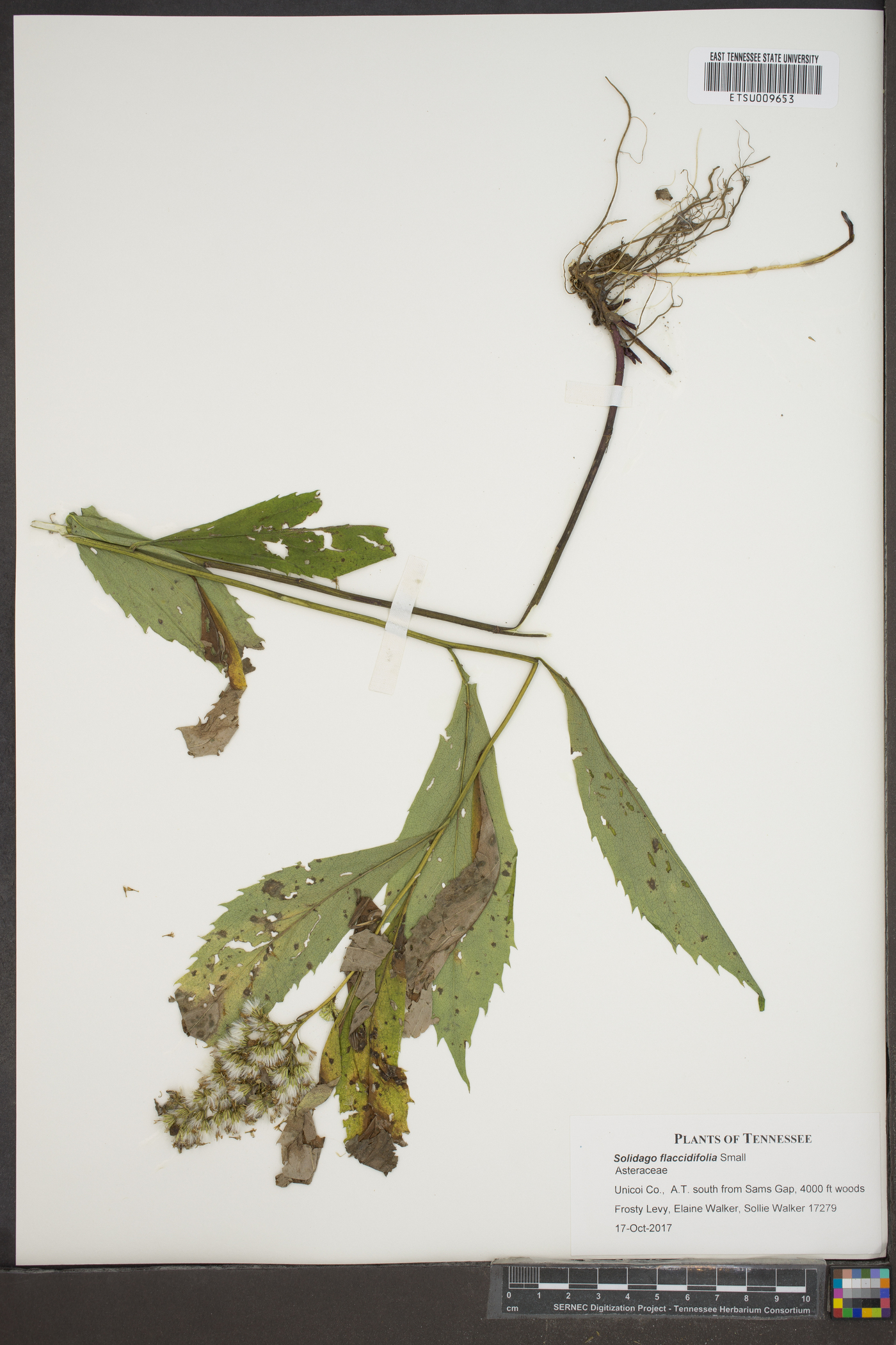 Solidago flaccidifolia image