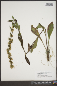 Solidago hispida image